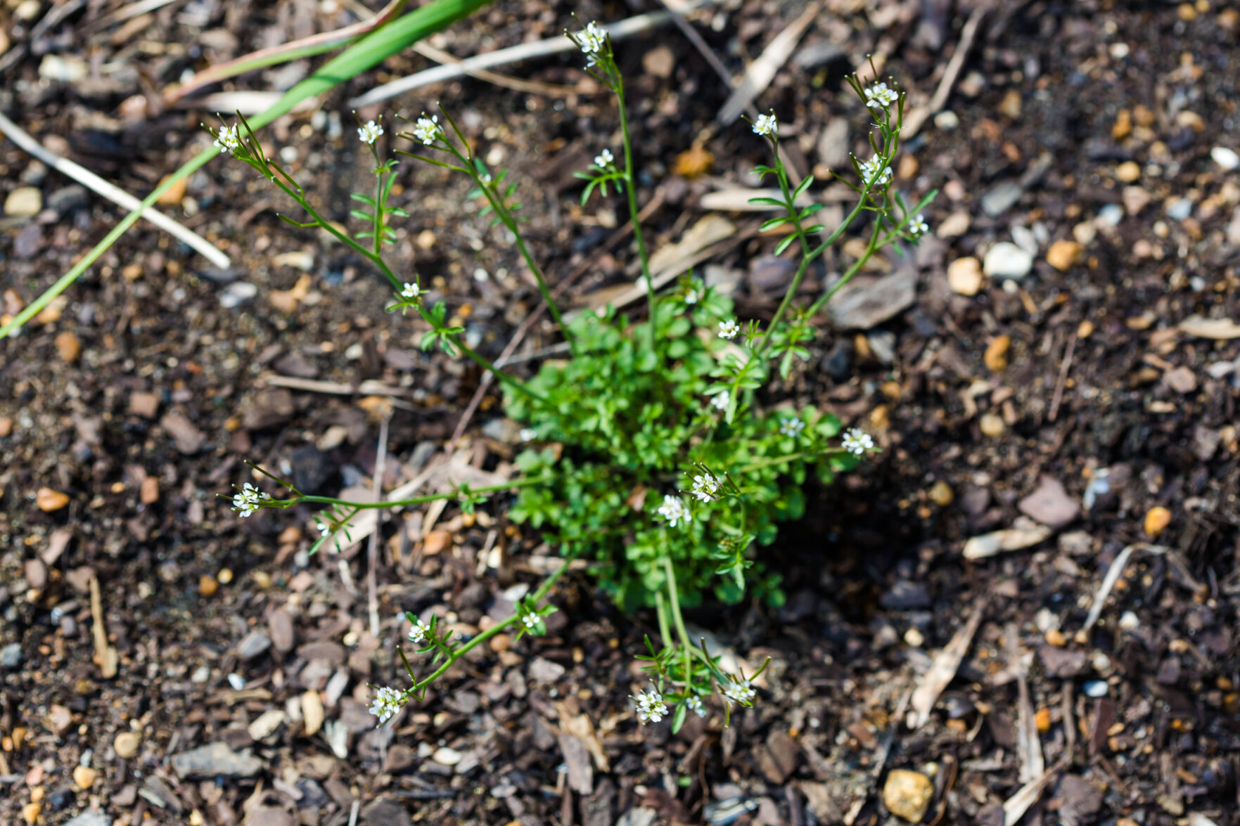 Hairy bittercress